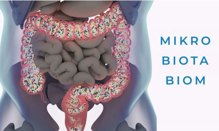 Gesetzeskonforme Diät beeinflusst die Mikrobiota