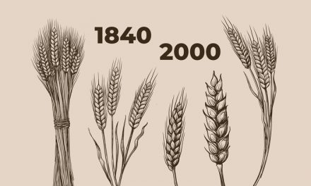 Plant food: Heute nährstoffärmer?