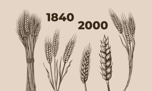 Plant food: Heute nährstoffärmer?