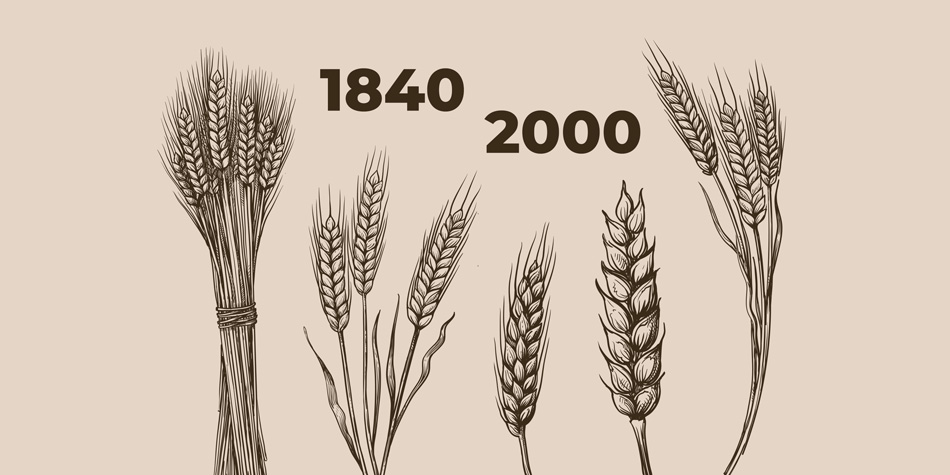 Plant food: Heute nährstoffärmer?