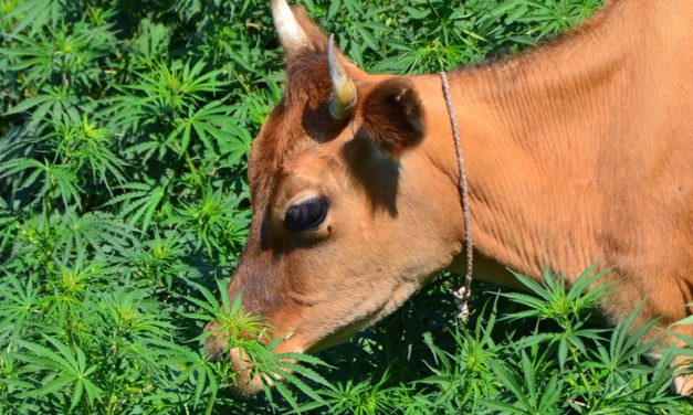 Hanf im Futter: Gedopt durch Milch?