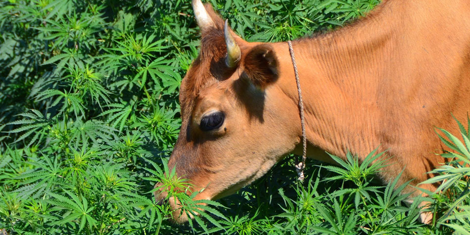 Hanf im Futter: Gedopt durch Milch?