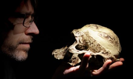 Das Körpergewicht in der Evolution